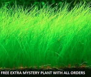 מאמא-שופ טיפוח ובריאות Dwarf Hairgrass Bunch Eleocharis Parvula Aquatic Aquarium Plants BUY2GET1FREE*